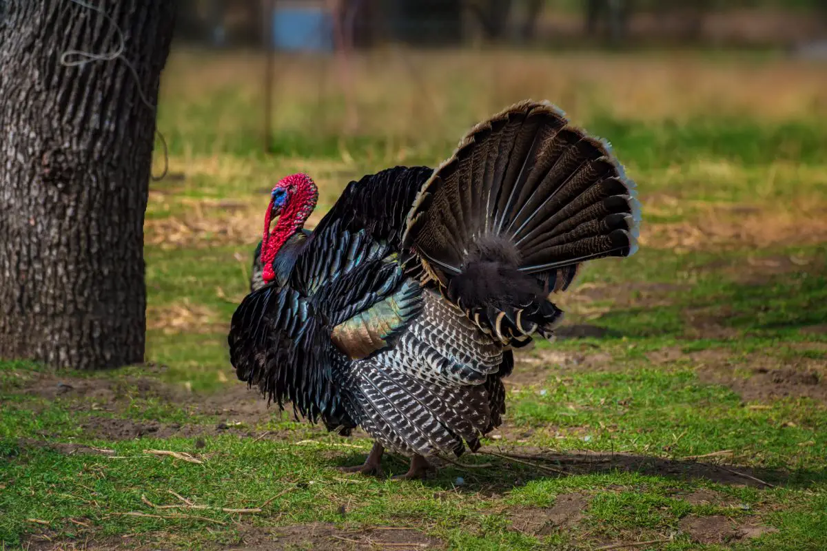 free range turkey near me